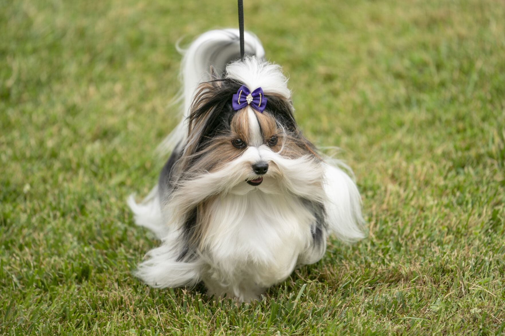Westminster Dog Show